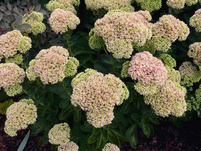 Orpin rose Â« Herbstfreude Â» (Sedum spectabile)