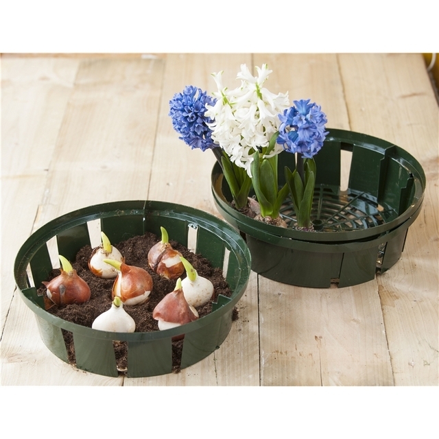 Plante Panier des bulbes 32 cm. - Nature