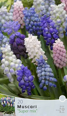 « Super Mix » Muscari (Rouges)