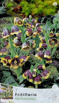 Fritillaria Michailovsky