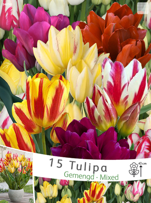 Tulipe pluriflora Mélange