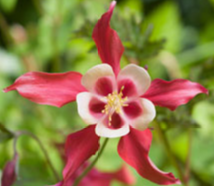 Ancolie - Aquilegia Crimson Star (plante Ã  pot)