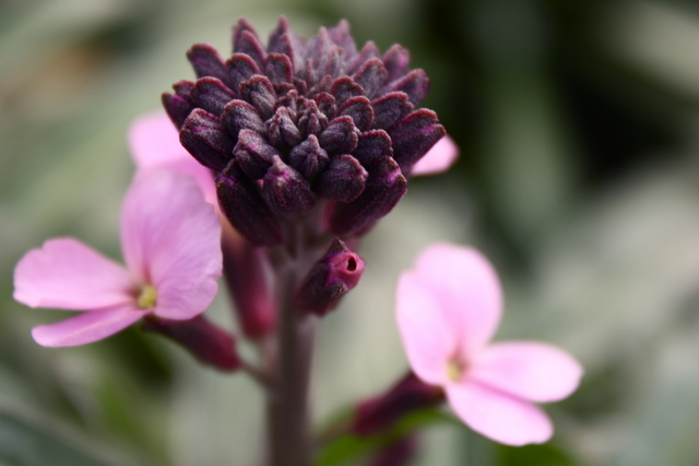 GiroflÃ©e Bowles Mauve (Erysimum Linifolium)