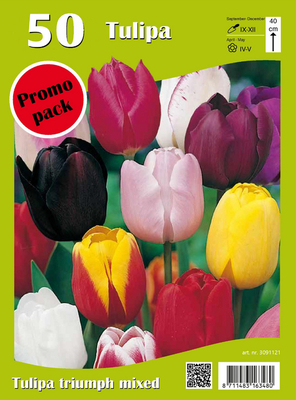 Tulipes Triumph en mélange (Emballage économique)