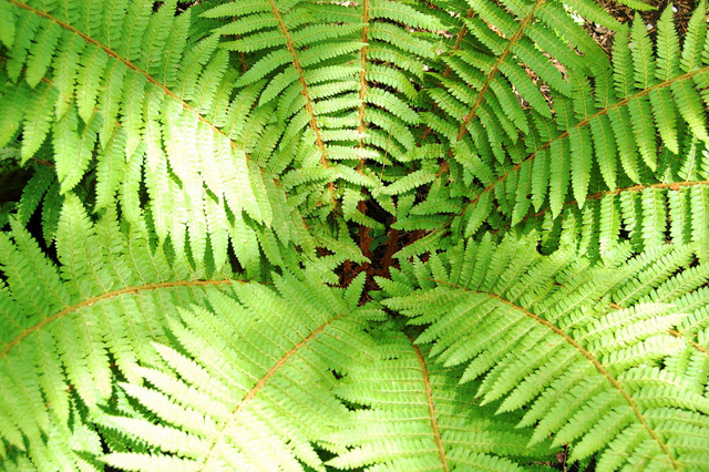 La FougÃ¨re mÃ¢le - Dryopteris filix-mas