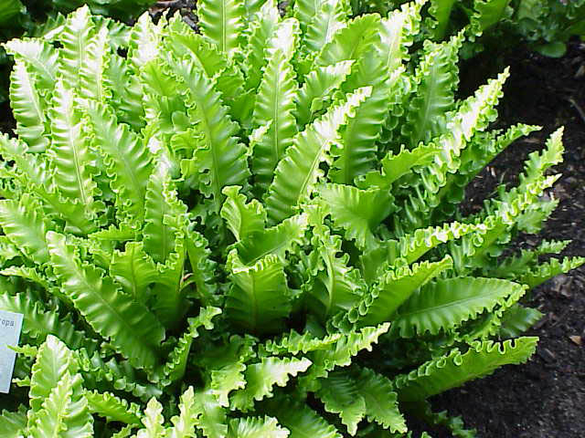 Langue De Cerf - Phyllitis Scolopendrium