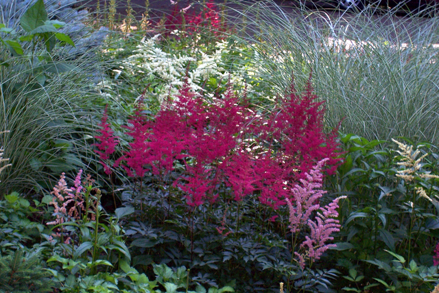 Astilbe Fanal (Plantes en Pot)