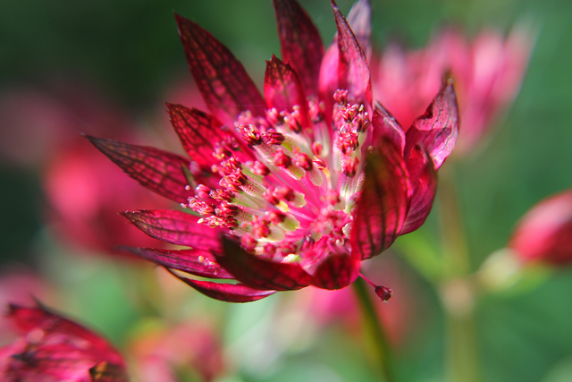 Astrances (Astrantia Major Lars) (Plantes en Pot)