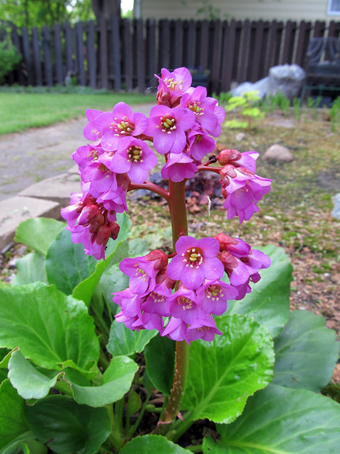 BergÃ©nie Ã  feuilles charnues (Bergenia Cordifolia)