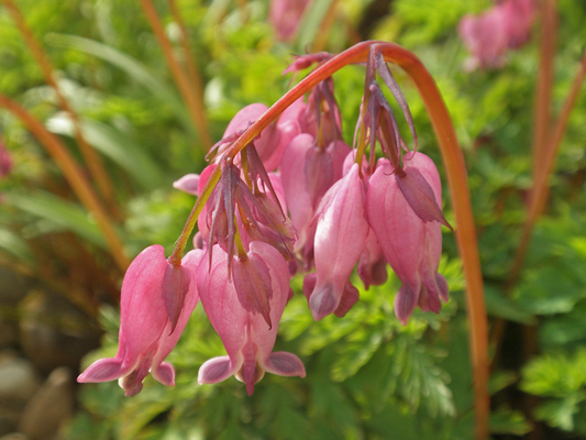 Coeur de Marie Luxuriant (Plantes en Pot)