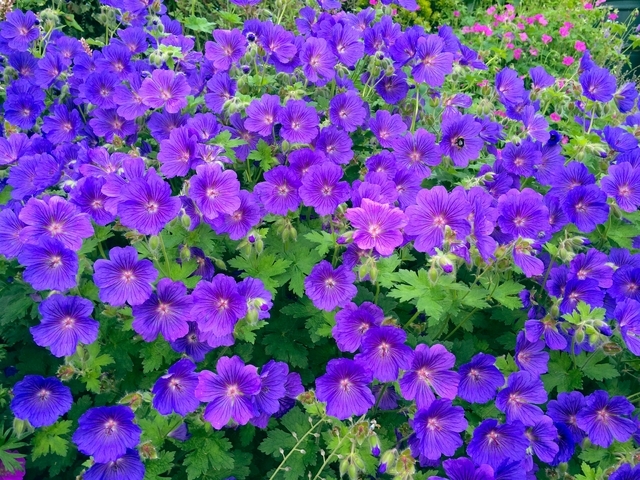 Geranium sanguineum Johnson's Blue - GÃ©ranium