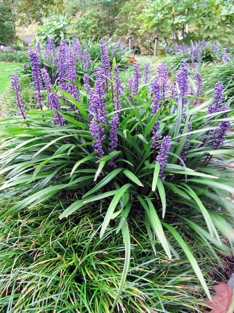 Liriope Muscari Ingwersen (Pack de Six)
