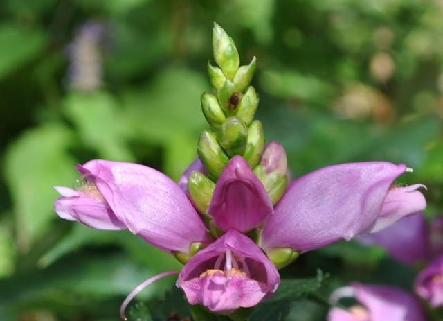 Galane oblique (Chelone obliqua)