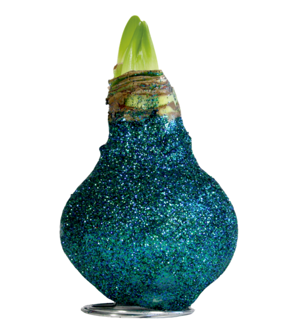 Cire Amaryllis Glamour Bleu