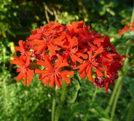 Amour Ardent (Lychnis chalcedonica) Plantes en pot