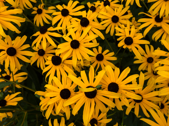 Rudbeckie Goldsturm - Rudbeckia Fulgida