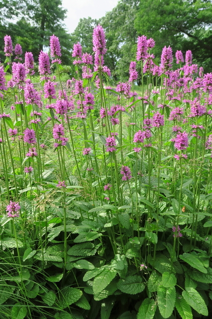 LâOreille de Lapin (Stachys monieri 'Hummelo')