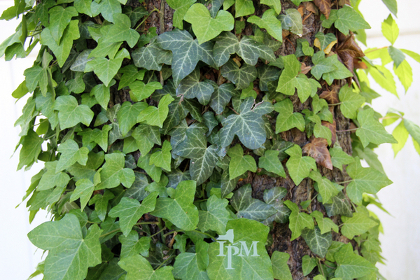 Lierre Hibernica (Hedera Hibernica) Promo