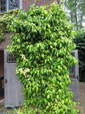 Lierre Hibernica (Hedera Goldheart) Promo