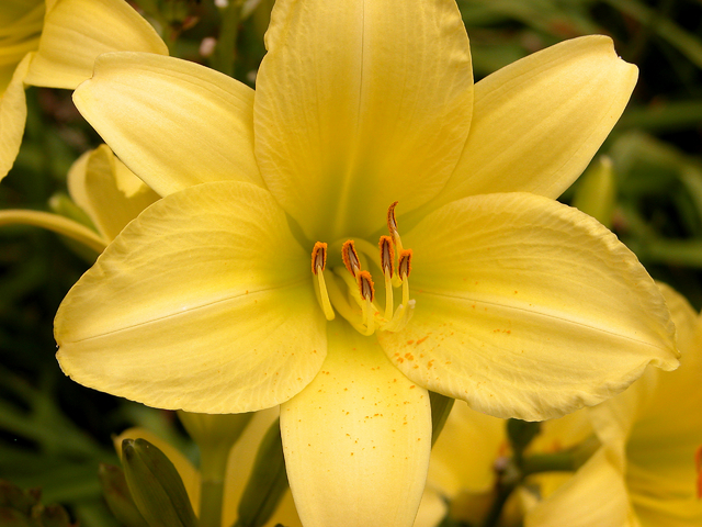 HÃ©mÃ©rocalle Stella dâOro - Hemerocallis (Potplant)
