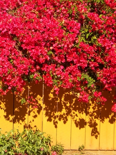 Bougainvillea Rouge (Plantes en Pot)