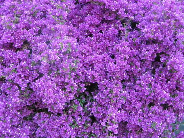 Bougainvillea Violet