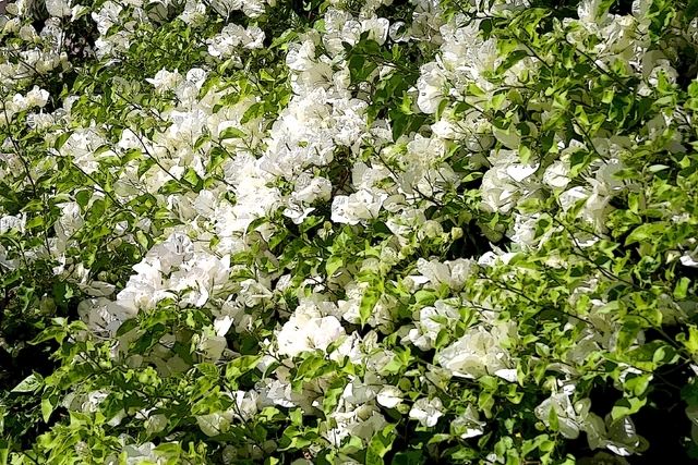 Bougainvillea Blanc