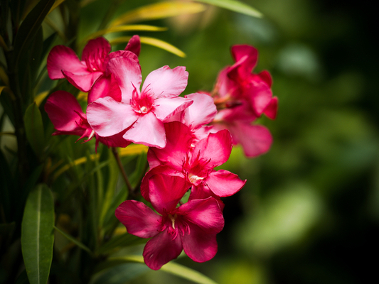 Laurier-rose Rouge (Plantes en Pot)