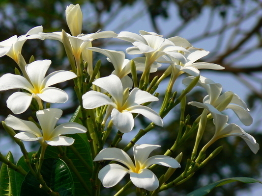 Laurier-rose Blanc (Plantes en Pot)