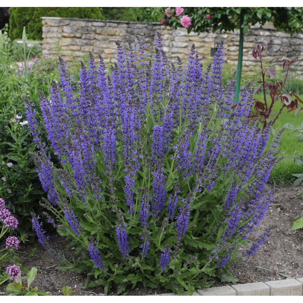 Sauge Reine des Bleues - Salvia superba