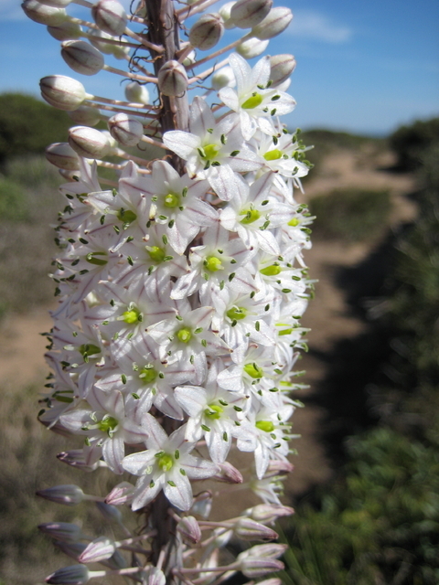 Scille maritime (Urginea maritima)