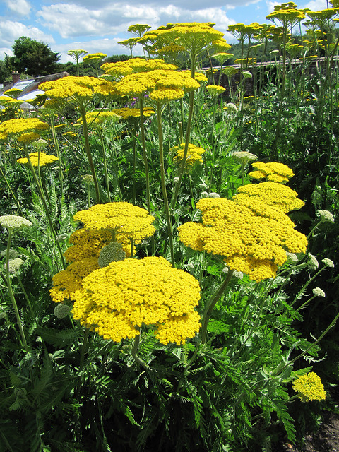 AchillÃ©e Cloth of Gold - Achillea Filipendulina
