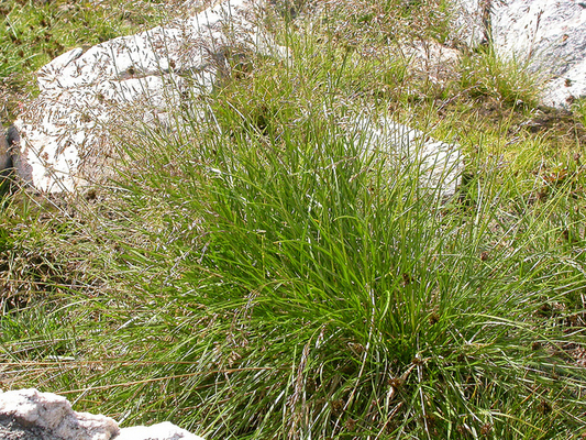 Deschampsia cespitosa 'Goldschleier' (Plantes en pot)