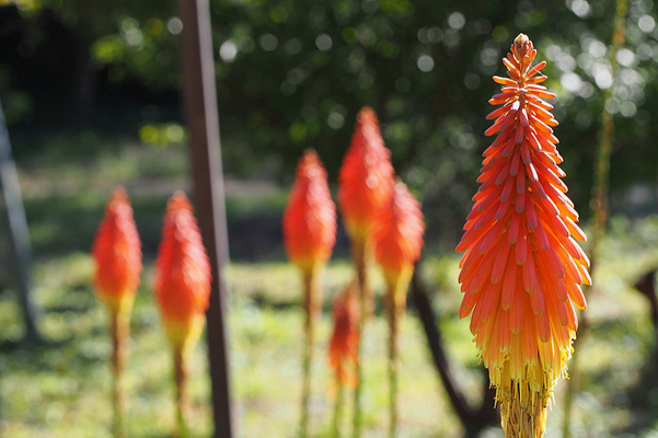 Kniphofia « Royal Castle »(Plantes en Pot)
