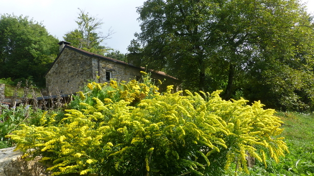 Solidago Goldkind - Solidages