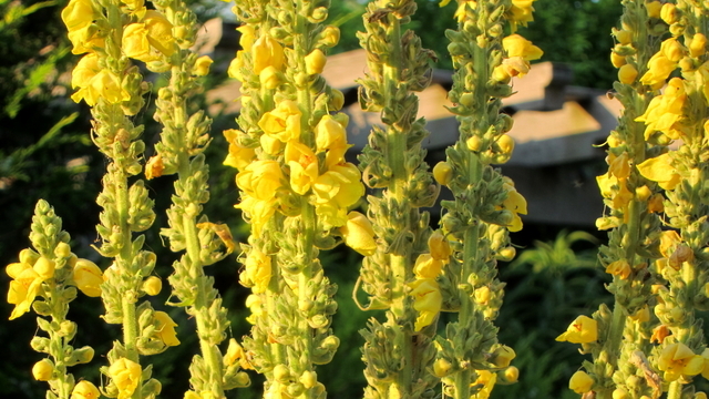 Verbascum Olympicum (Plantes en pot)