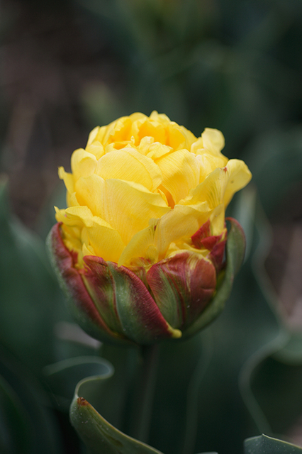 Tulipes Ice Cream Jaune (en vrac)