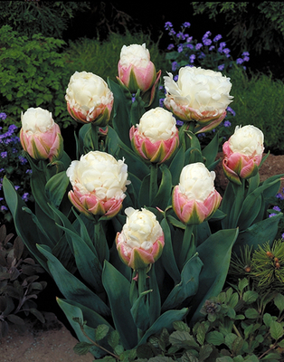 Tulipes Ice Cream (en vrac)