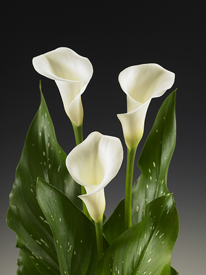 Zantedeschia Africana