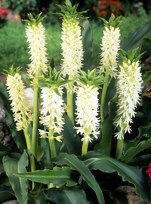 Eucomis « Automnale »