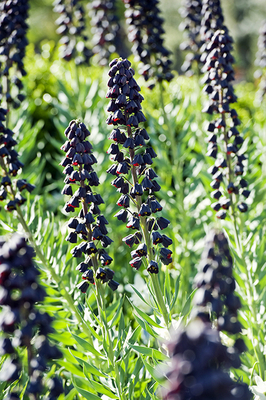 Fritillaria Persica