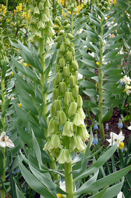 Fritillaria Persica Alba