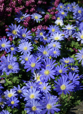 Anémone blanda Blue Shades