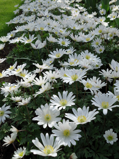AnÃ©mone blanda White Splendour