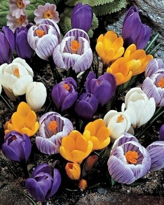 Crocus Mélange (Bulbes en pot)