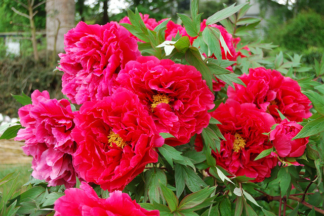 Pivoine Rouge - Paeonia