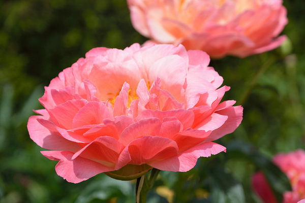 Pivoine Rose (Plantes en Pot)