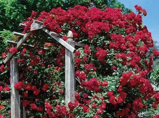 Rosier Grimpant Paulâs Scarlet