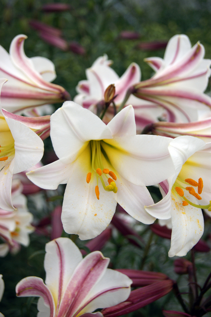 Lys Trumpet Regale