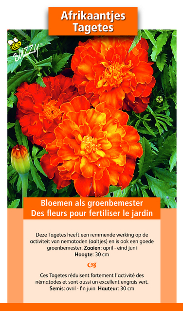 Fumage ou d'Ã©ngrais vert Tagetes / 50 gr - 50 m2